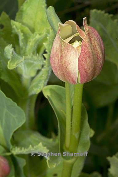 anemopsis californica 7 graphic